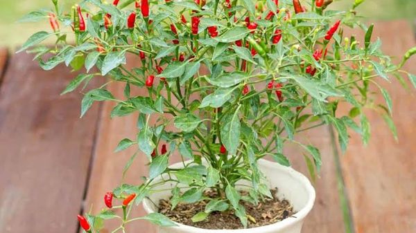 Identificação da planta Aji puta pariu por foto